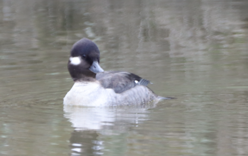 iNaturalist observation photo of Bufflehead