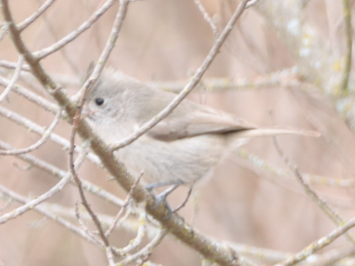 iNaturalist observation photo of Oak Titmouse