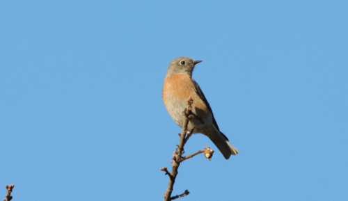 iNaturalist observation photo of Western Bluebird