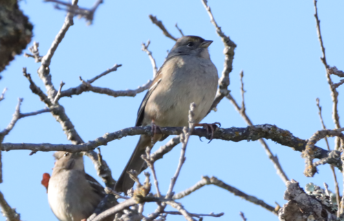 iNaturalist observation photo of Golden-crowned Sparrow