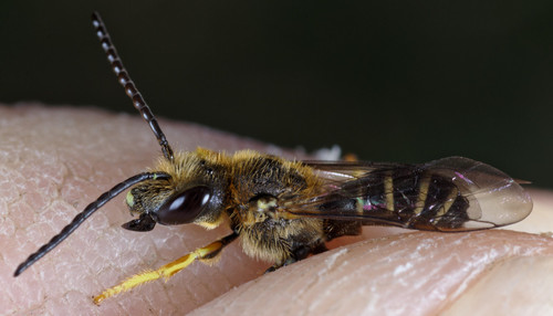 Halictus langobardicus · iNaturalist