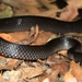 Small-eyed Snake - Photo (c) Trent Townsend, all rights reserved