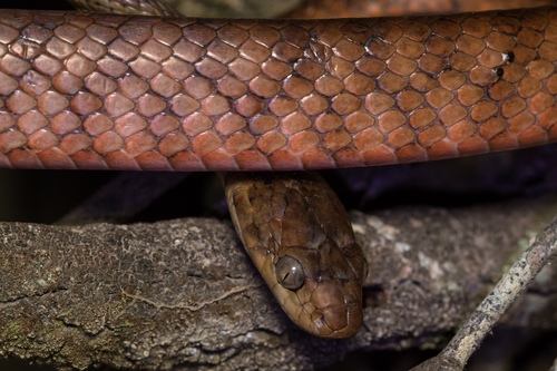 Brown Tree Snake sighting