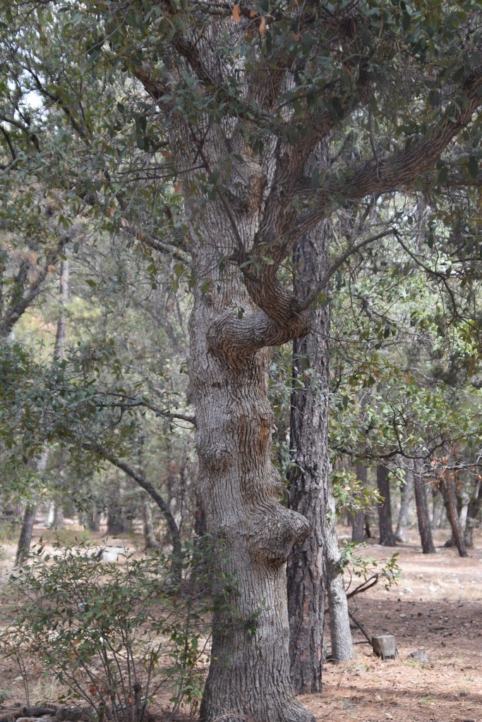 Arizona white oak from Middle Bear Picnic Area, Mount Lemmon on