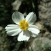 Cosmos landii achalconensis - Photo (c) Eduardo Ruiz-Sanchez, todos los derechos reservados, subido por Eduardo Ruiz-Sanchez