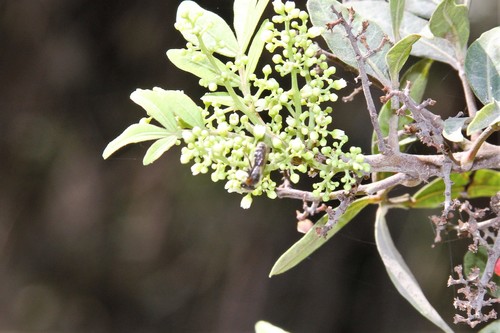 photo of Bees (Anthophila)