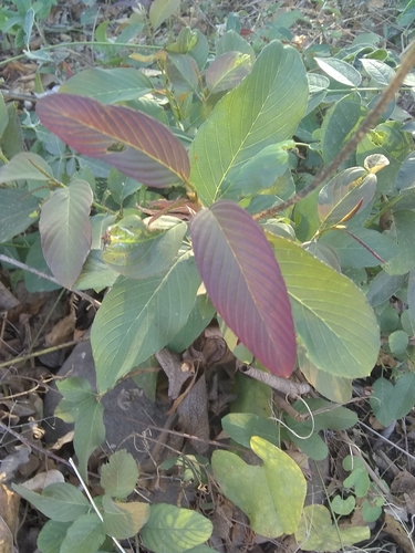 Coyotillo