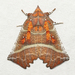 Herald Moth - Photo (c) David Beadle, all rights reserved, uploaded by dbeadle