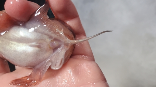 Sea Tadpole