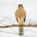 Sharp-shinned Hawk - Photo (c) Troy B, all rights reserved, uploaded by Troy B