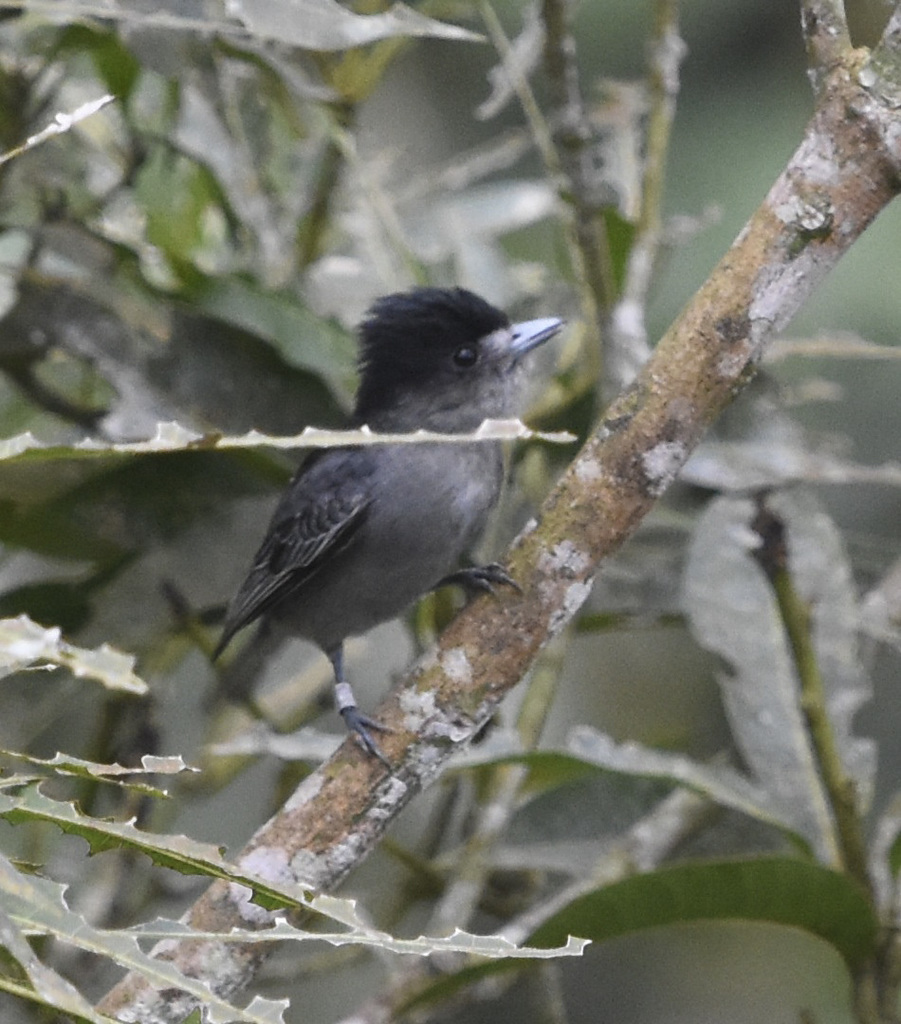 Slaty Becard photo