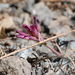Allium monticola - Photo (c) Raphael Mazor, כל הזכויות שמורות, הועלה על ידי Raphael Mazor