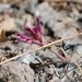 San Bernardino Mountains Onion - Photo (c) Raphael Mazor, all rights reserved, uploaded by Raphael Mazor