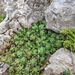 Saxifraga trifurcata - Photo 由 Tom McCarter 所上傳的 (c) Tom McCarter，保留所有權利