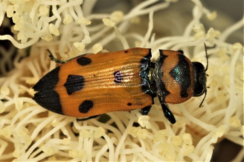 Castiarina atronotata · iNaturalist