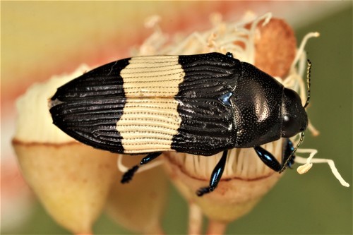 Castiarina obsepta · iNaturalist