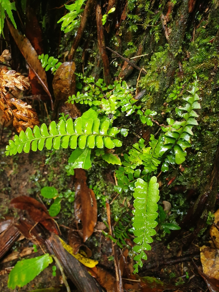 Lindsaea obtusa (Lindsaea obtusa)