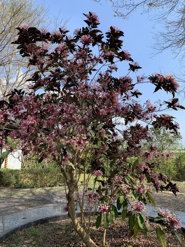 Starburst Bush