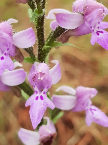Cynorkis kassneriana