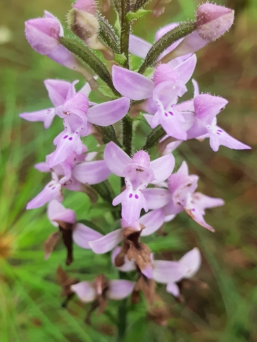 Cynorkis kassneriana