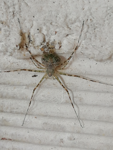 Mexican Two-tailed Spider
