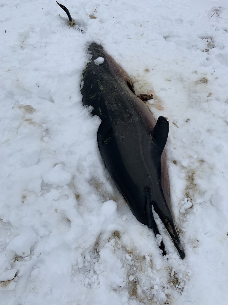 Common Dolphin from 354 Robbins Hill Rd, Brewster, MA, US on February 14, 2021 at 1017 AM by
