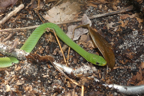 Green Water Snake