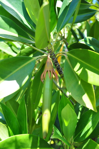 orange mangrove