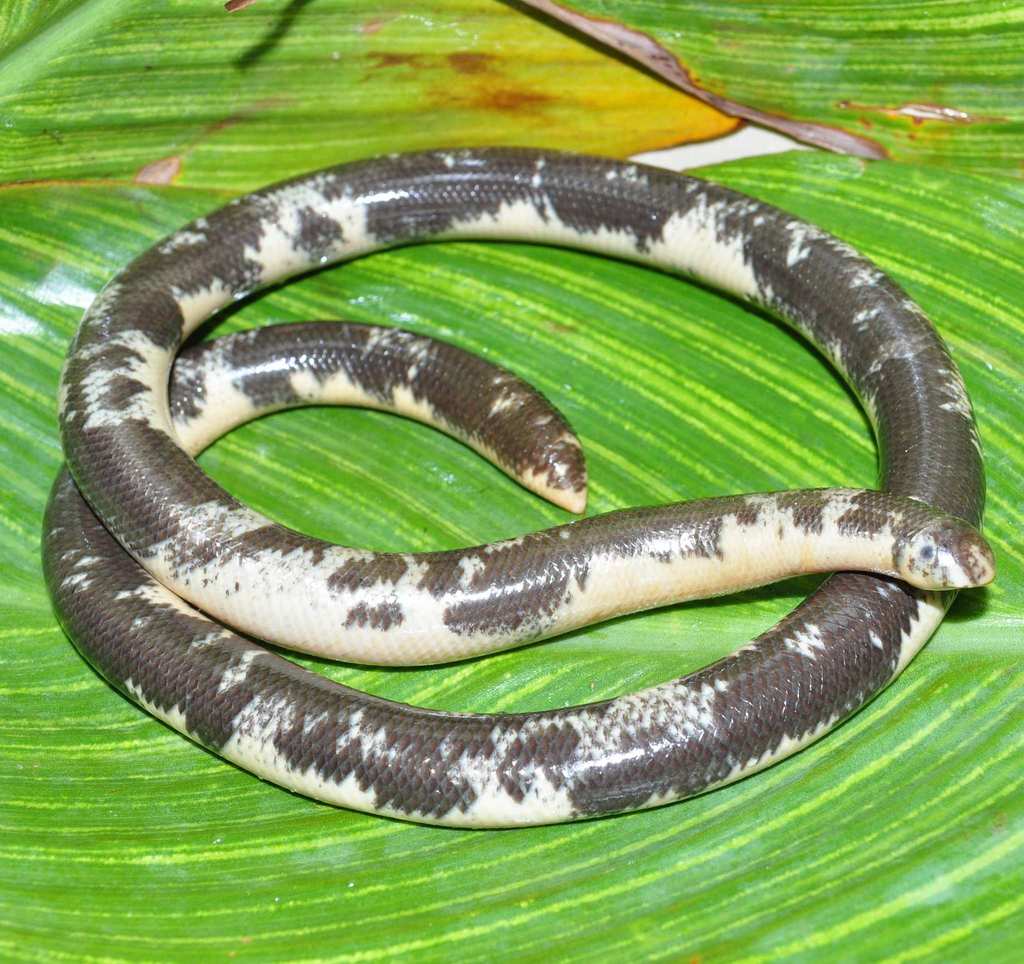 Zambezi Blind Snake (Afrotyphlops mucruso) · iNaturalist