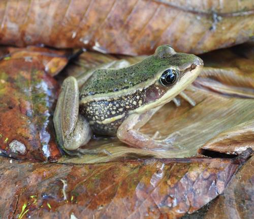 Galam white-lipped frog