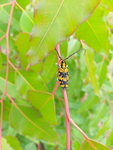 Tragocephala variegata
