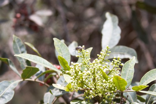 photo of Cellophane Bees (Colletes)