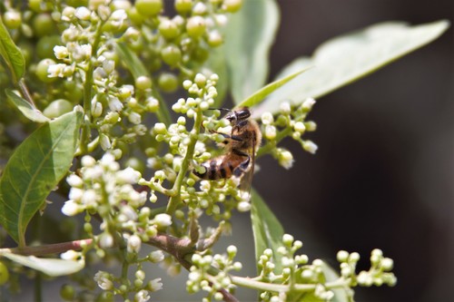 photo of Western Honey Bee (Apis mellifera)