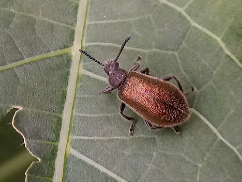 Hairy Darkling Beetle