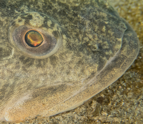Pacific Staghorn Sculpin