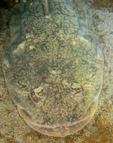 Pacific Staghorn Sculpin