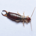 Deceiving Earwig - Photo (c) Christos Kazilas, all rights reserved, uploaded by Christos Kazilas