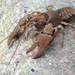Stone Crayfish - Photo (c) gernotkunz, all rights reserved, uploaded by gernotkunz