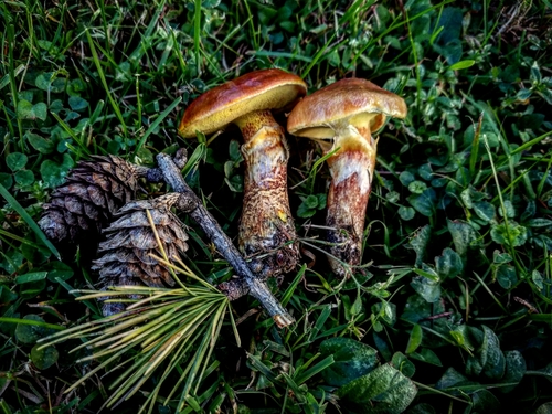 Larch Bolete