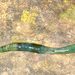 Aporrectodea smaragdina - Photo (c) gernotkunz, todos los derechos reservados, subido por gernotkunz