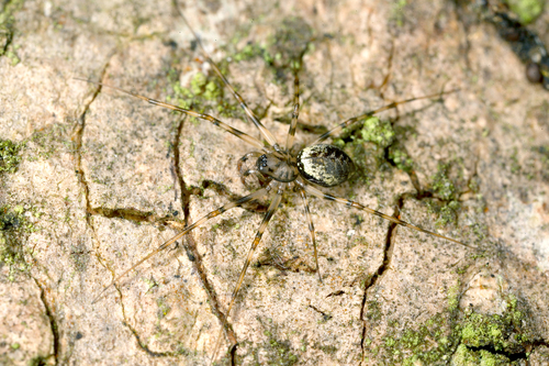 Vikrusis karnavoris nuotrauka