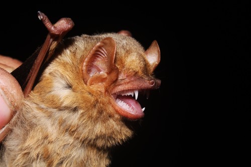 Western Yellow Bat