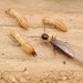 黃胸散白蟻 - Photo 由 豆豆 所上傳的 (c) 豆豆，保留所有權利