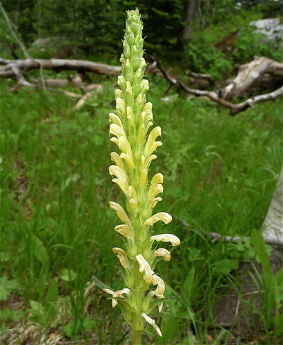 Pedicularis bracteosa var. paysoniana
