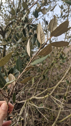Holm oak