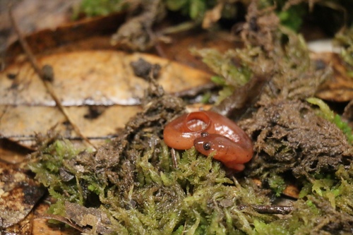 Gulf Coast Mud Salamander