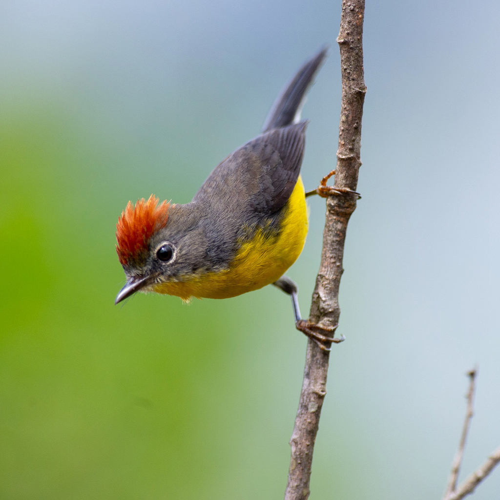 Tepui Redstart photo