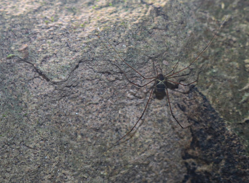 Genus Paecilaemana · iNaturalist