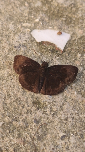 Ouleus accedens
