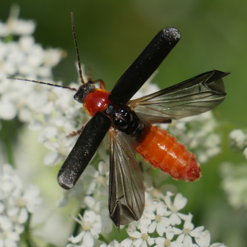 Cantharis pellucida nuotrauka